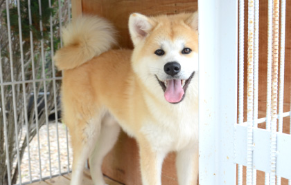 自宅の外にいる大きなケージに入った看板犬コタローの写真